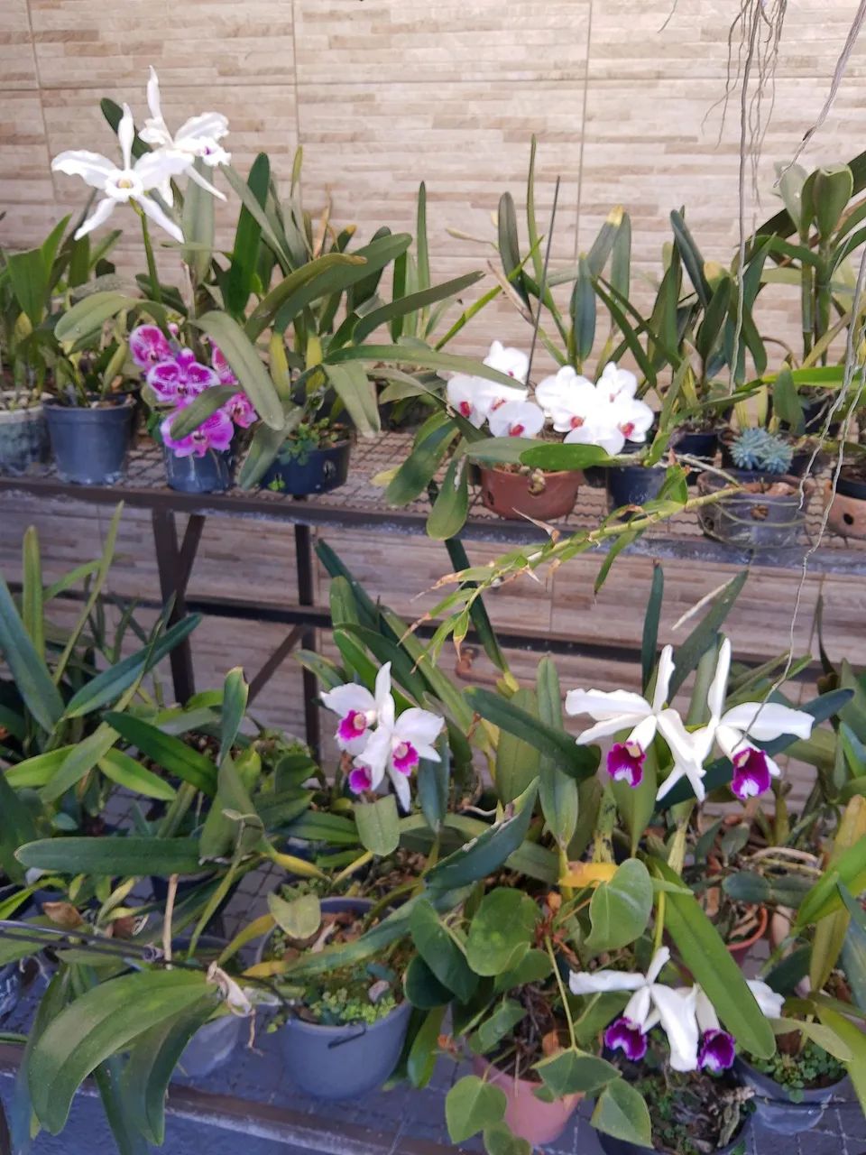 Prateleira para plantas - Foto 2