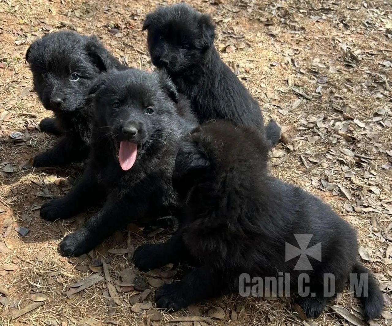 Lindos Filhotes de Pastor Belga de Groenendael - Foto 2