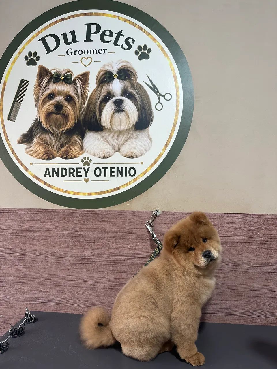 Chow chow menino  - Foto 3