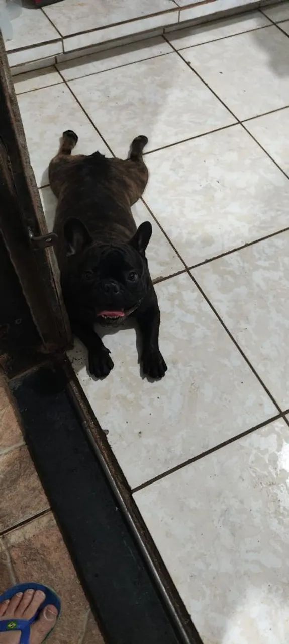 Buldogue francês  - Foto 5