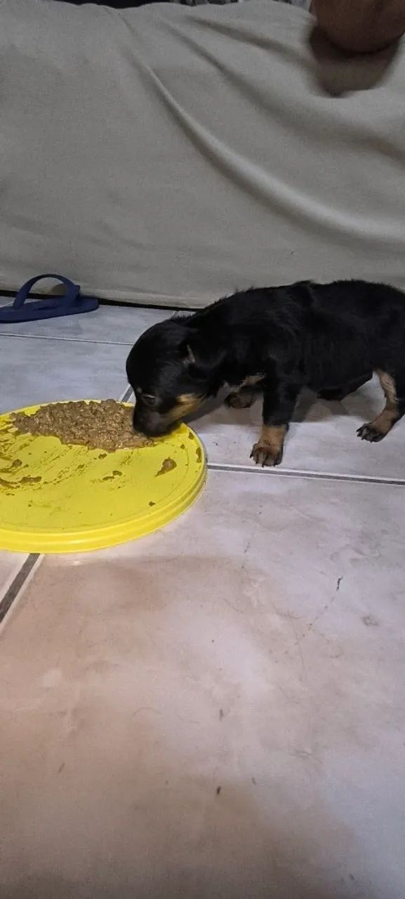 Filhotinho Pinscher. - Foto 5