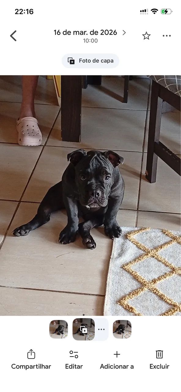 Vende se cachorro  - Foto 4