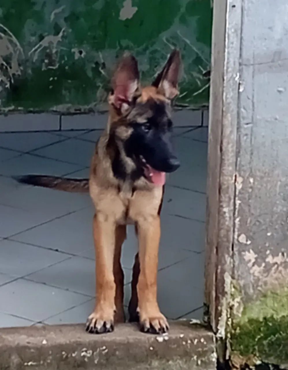 Cachorro  - Foto 3
