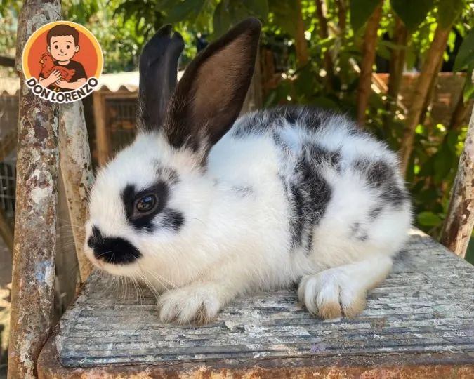 Filhote de Mini Coelho