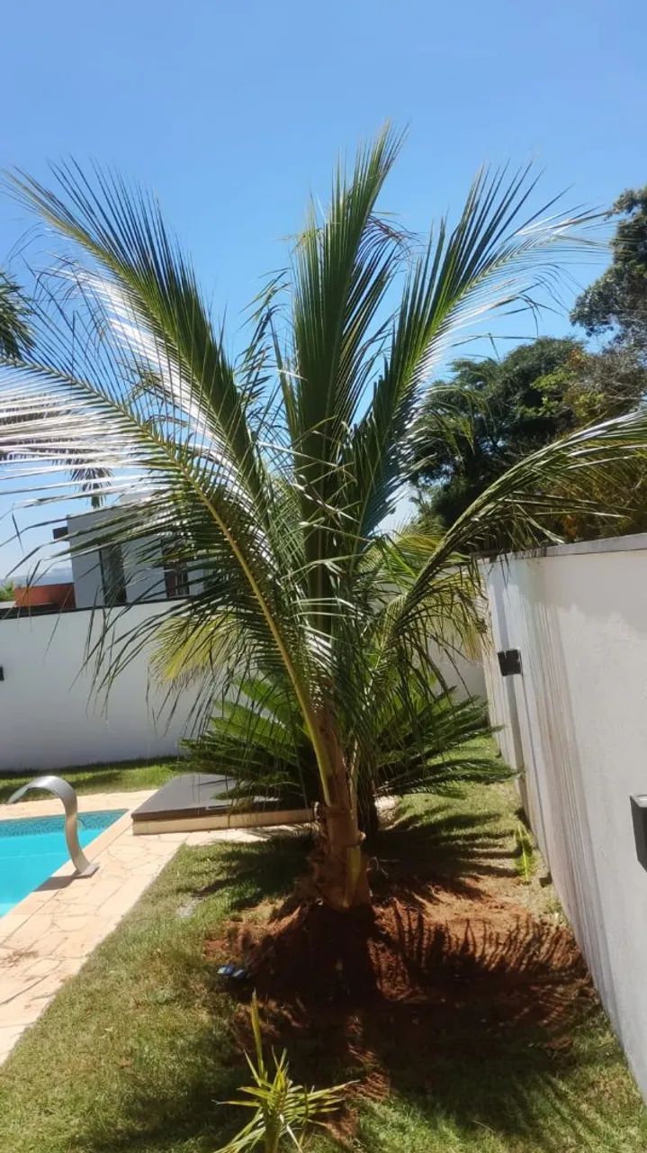 Coqueiros bae - Foto 4