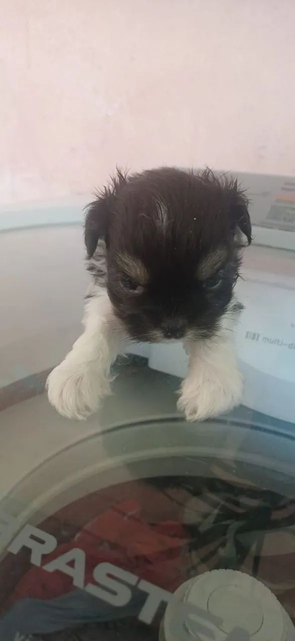 Filhotes de shih-tzu 