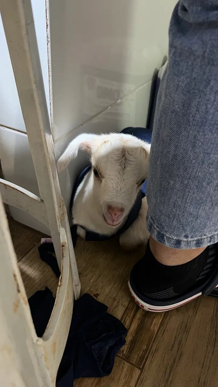 cabrito  - Foto 2