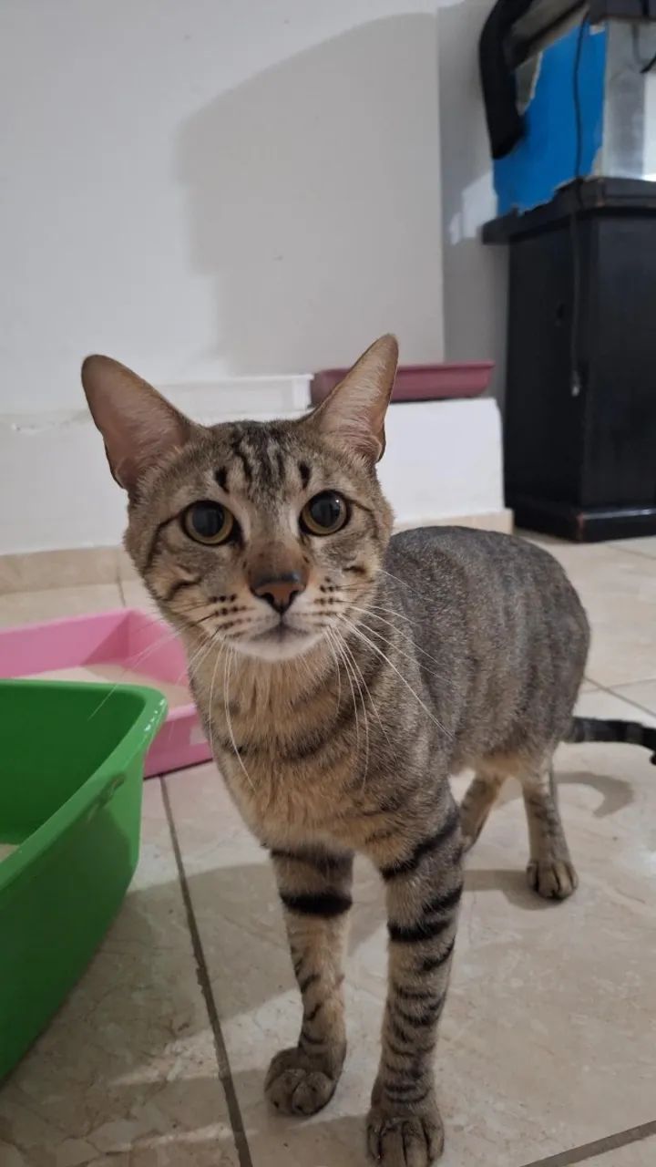 [ZS-SP] Adoção - Gato macho tigrado e cadastrado