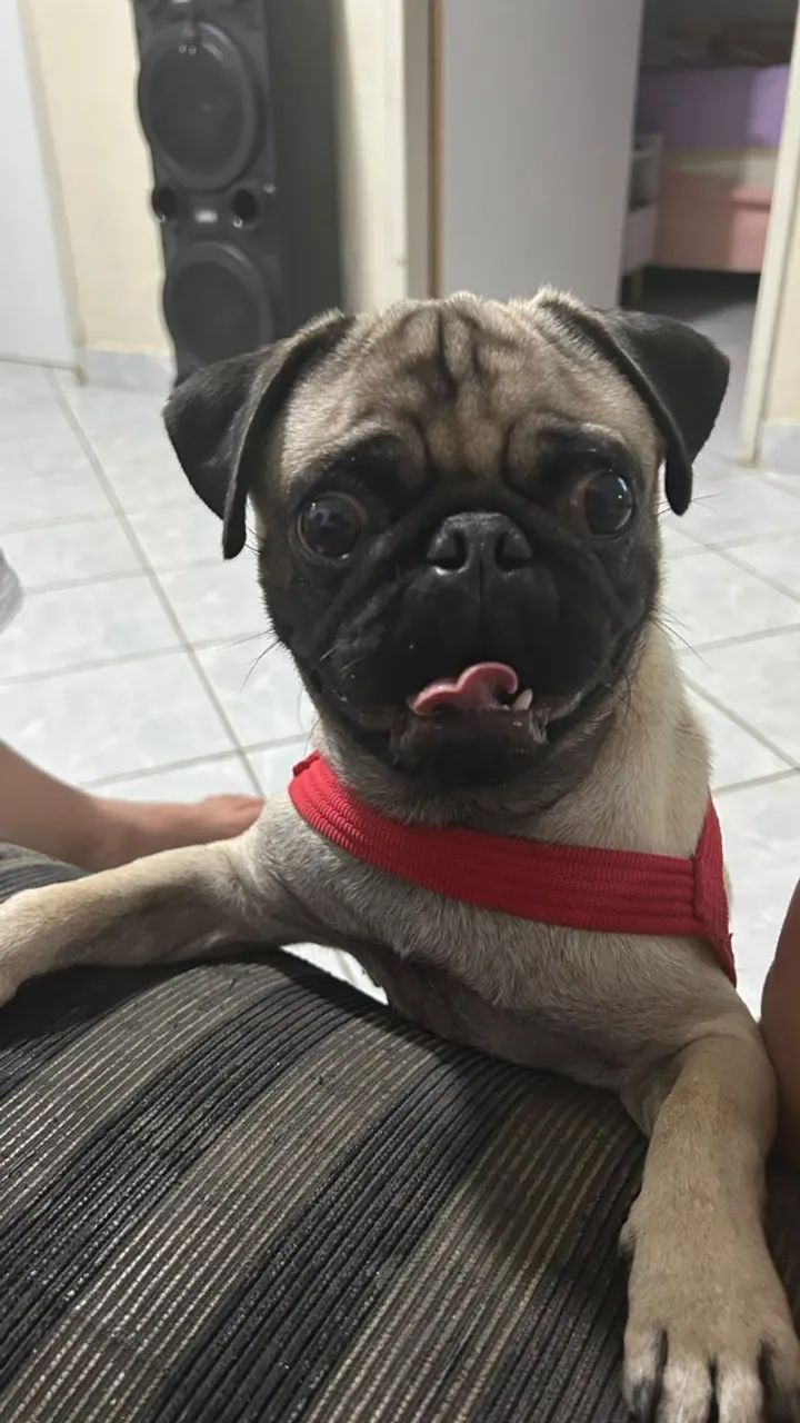 Vendo cachorro Pug  - Foto 2