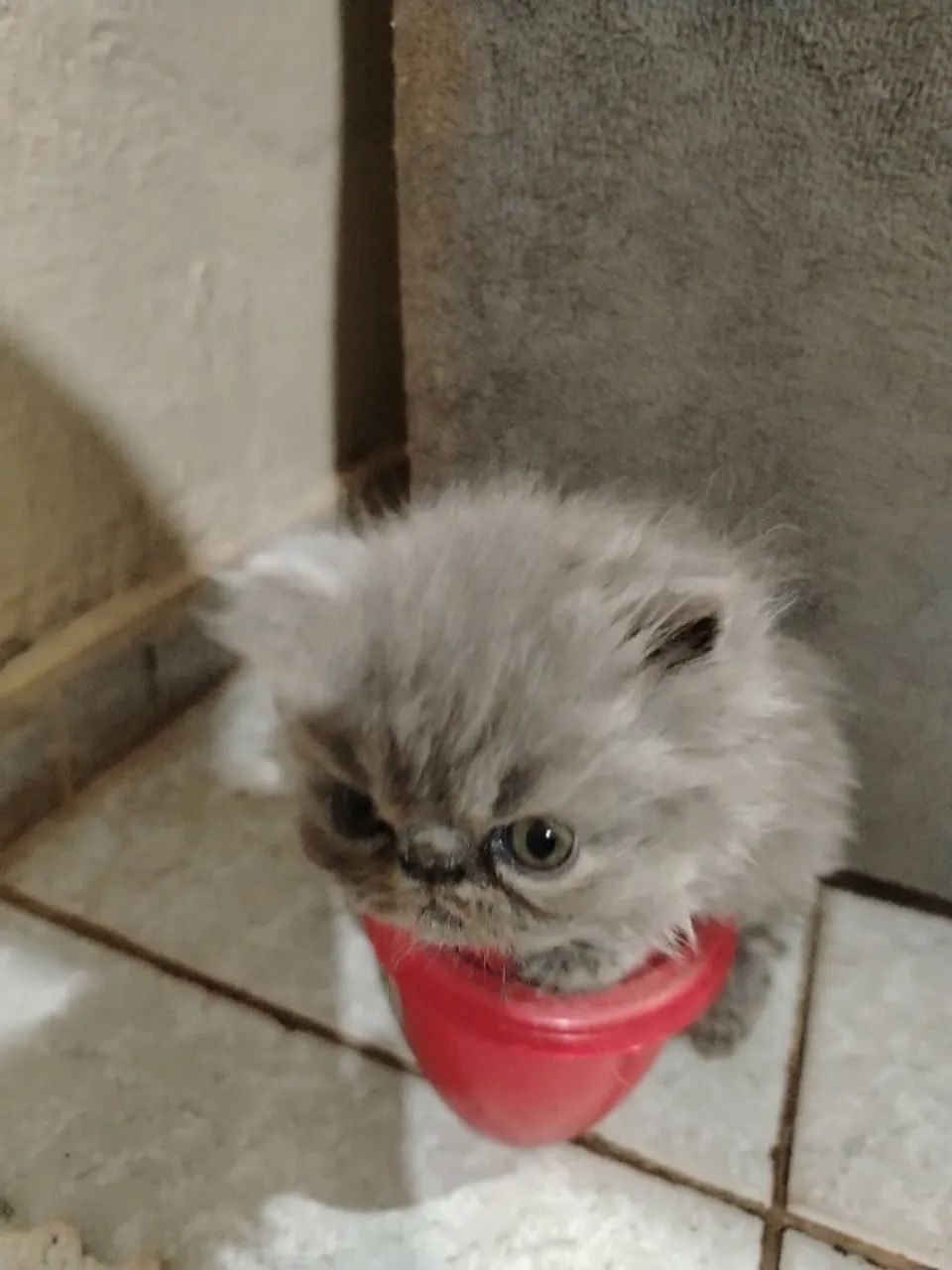 Gato Persa