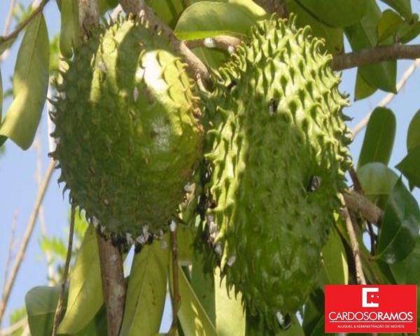 Sítio à venda com 1 dormitórios em Ilha, Ilha de comandatuba cod:FA00002 - Foto 4