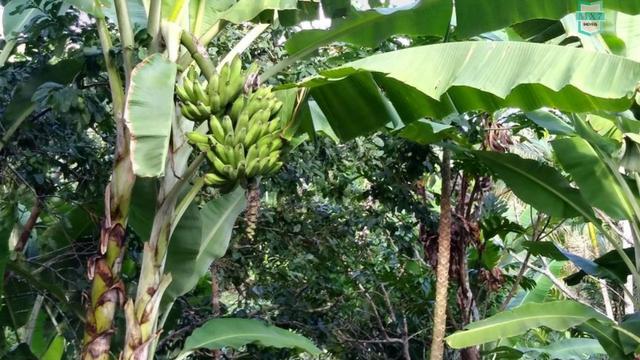 Ubaitaba. Fazenda de 78 Hectares, toda arrumada com infraestrutura e produção. - Foto 15