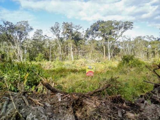 Terreno à venda em Cohapar, Guaratuba cod:125331 - Foto 10