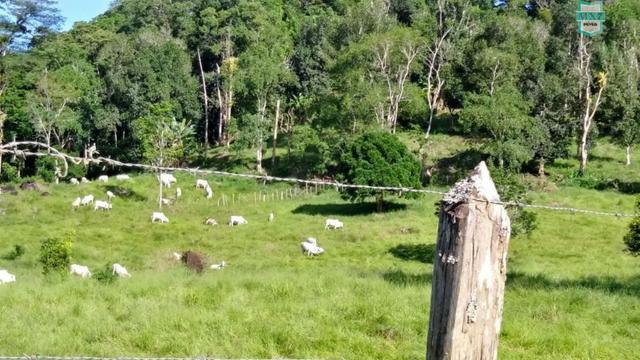 Ubaitaba. Fazenda de 78 Hectares, toda arrumada com infraestrutura e produção. - Foto 7