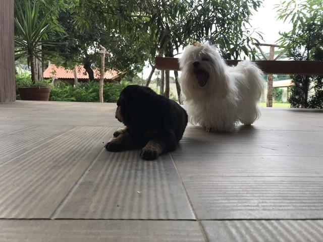 Cães - Foto 6