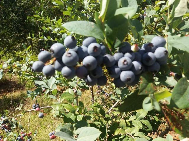 Mudas Mirtilo e Jabuticaba - Foto 3