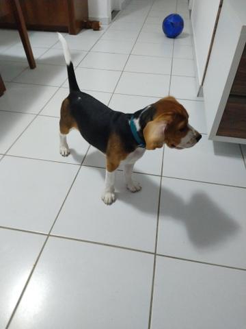 Beagle