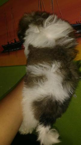 Cachorro - Foto 2