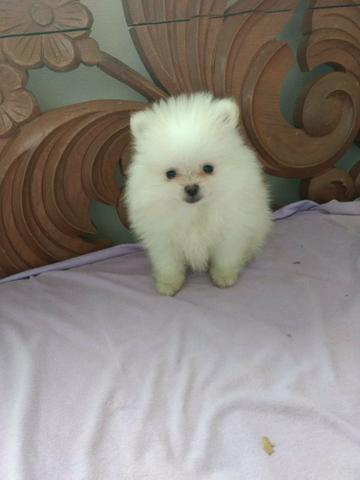 Lulu da pomeranea - Foto 2