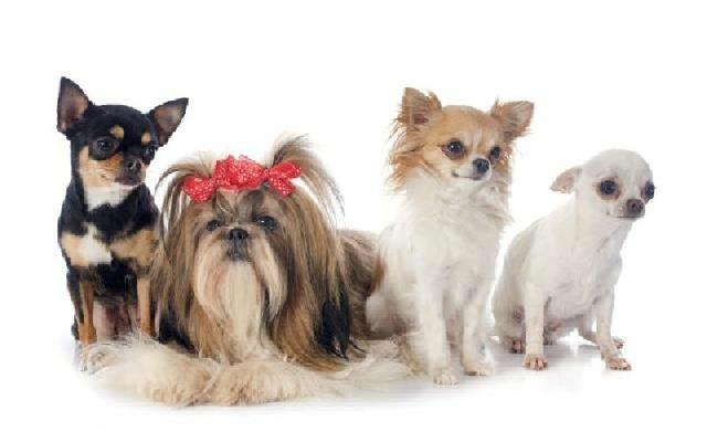 Hospedagem domiciliar de pets - Foto 3