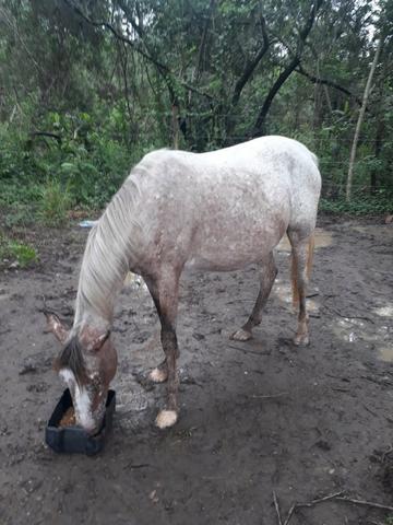 Égua manga larga machadeira, 2 anos de idade.