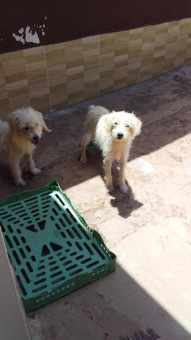 Cachorros doação - Foto 2