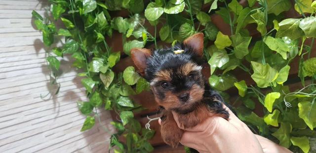 Yorkshire Terrier
