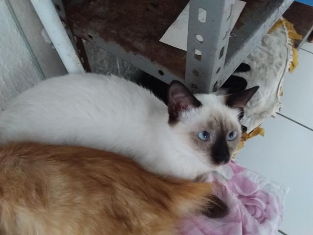 Animais para adoção - Foto 4