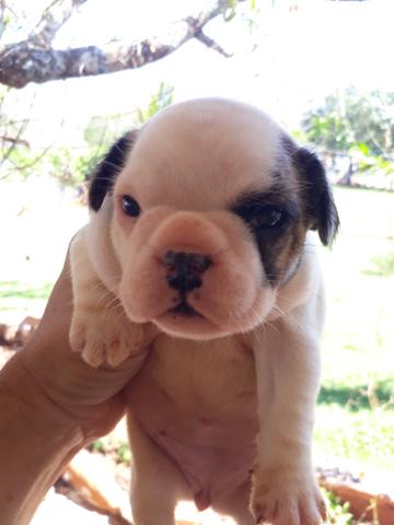 Bulldog Frances parcelamos em até 12x 198 - Foto 4