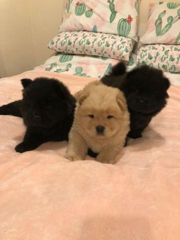 Chow-chow creme/laranja/preto, filhotes a pronta entrega !