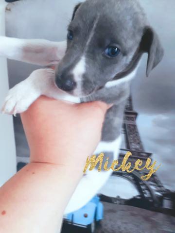 Reserve lindos filhotes whippet - Foto 2