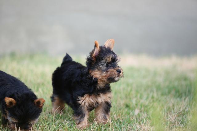 Filhotes de yorkshire terrier - Foto 4