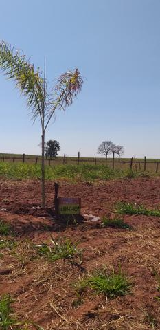 Terreno p/rancho km 11 Pereira barreto APENAS 15.000 - Foto 5