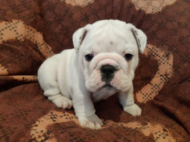 Bulldog Inglês branco/malhado/vermelho/red brindle, com garantias genéticas e suporte vet!