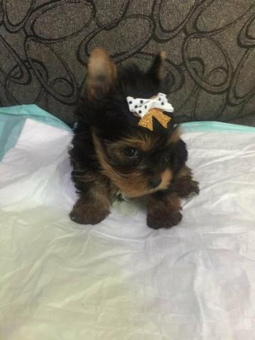 Yorkshire Terrier - Foto 2