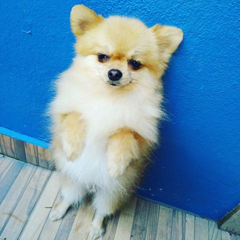 Lulu da Pomerânia - Foto 2