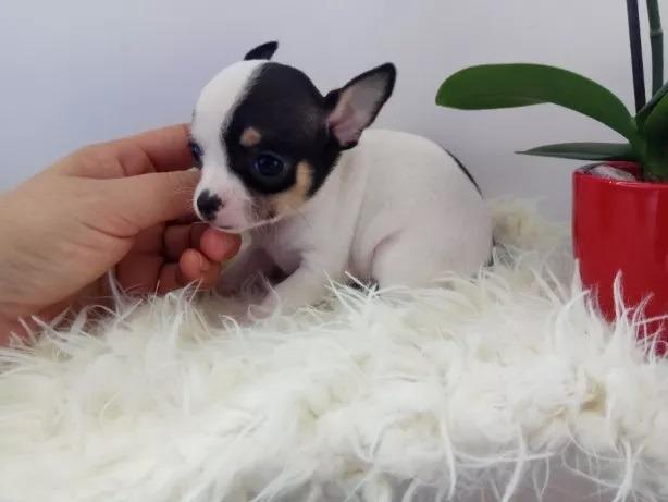 Chihuahua o menor cão do mundo! (11) 3862-3206 whats comercial - Foto 2