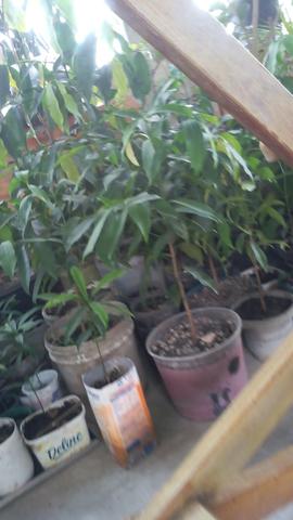 Plantas diversas - Foto 5