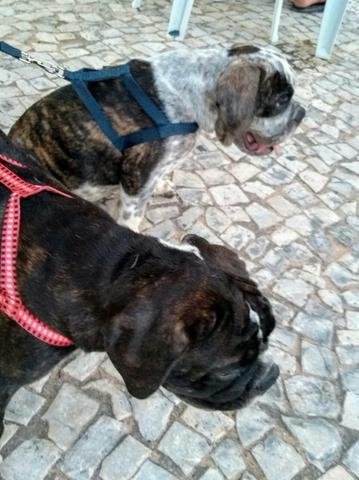 Filhotes de bulldog inglês