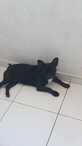 Vende-se bulldog francês - Foto 2