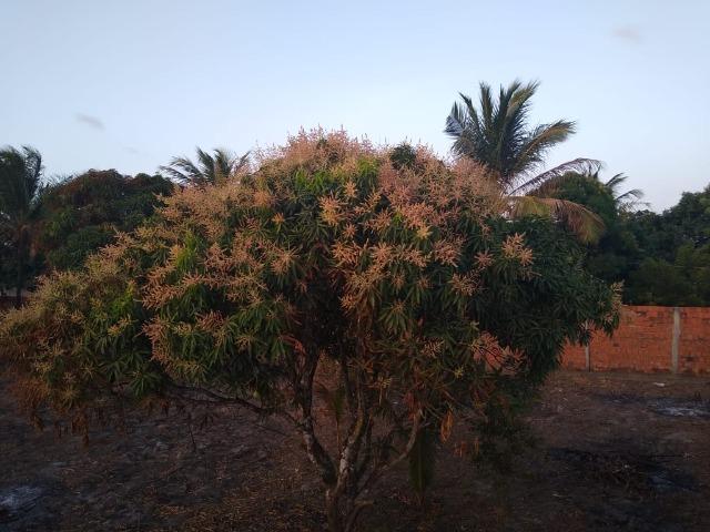 Chácara - Foto 3