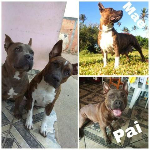 Filhotes Pitbull American staffordshire ( 3 Femeas Disponiveis) - Foto 4