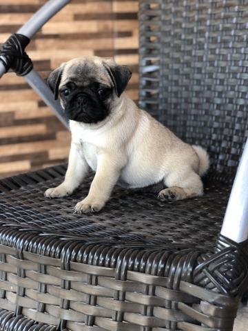 Linda Pug fêmea