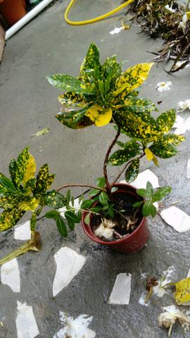 Plantas - Foto 5