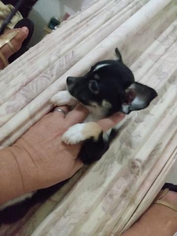 Chihuahua fêmea 1.500 3× sem juros