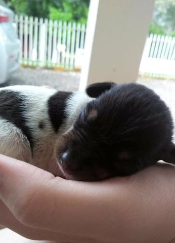 Filhote de Fox Paulistinha - Foto 4