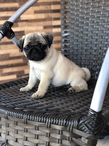 Linda Pug fêmea - Foto 3