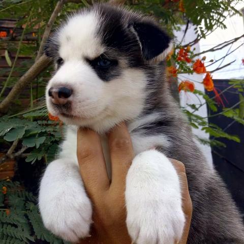 Husky - Foto 5
