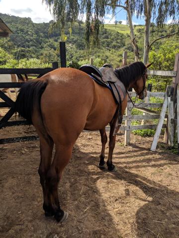Potro Quarto de Milha - Foto 2