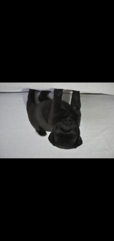 Pug filhote - Foto 3